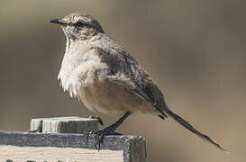 Patagonian Mockingbird