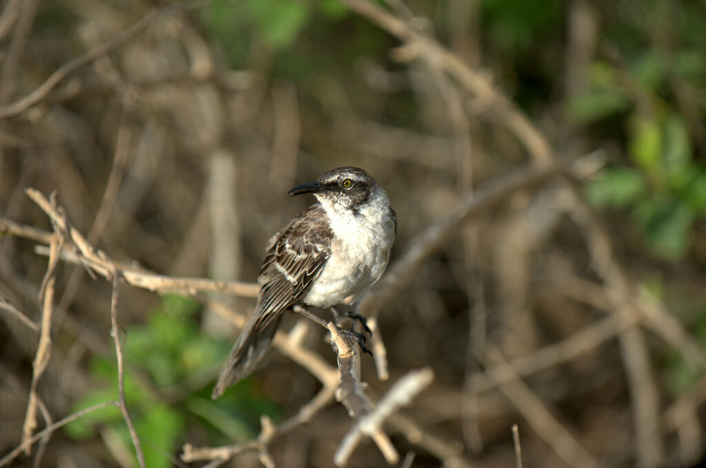 Galapagos Mockingbirdadult