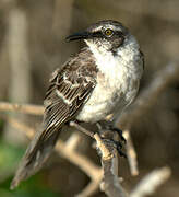 Galapagos Mockingbird