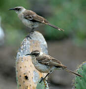 Galapagos Mockingbird