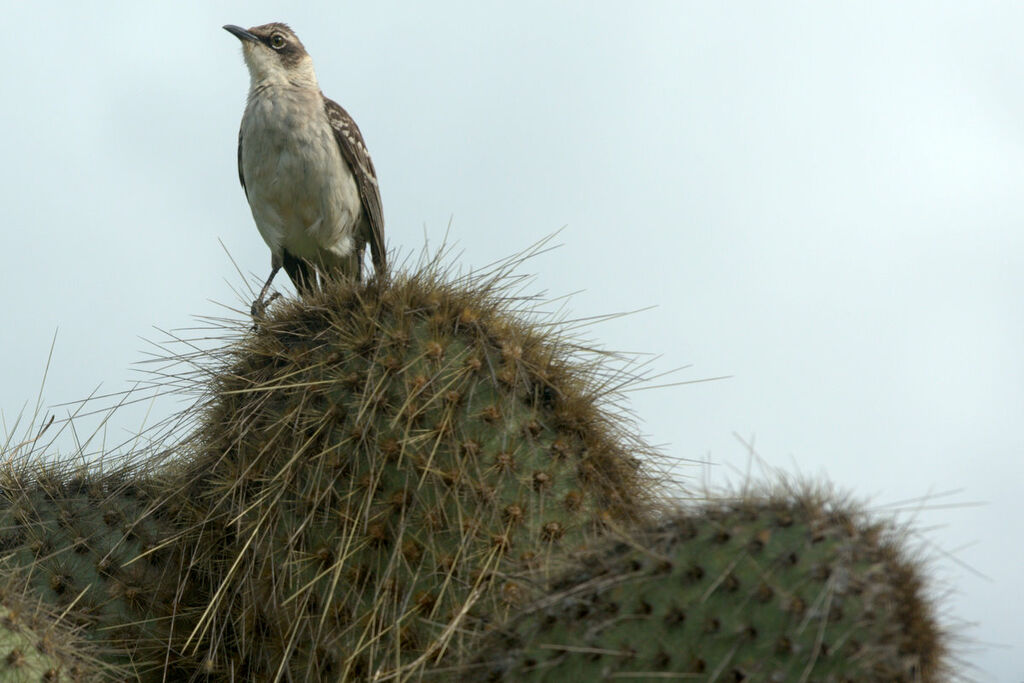 Moqueur des Galapagos