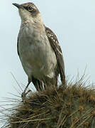 Galapagos Mockingbird