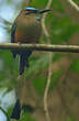 Motmot à sourcils bleus