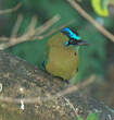 Motmot houtouc