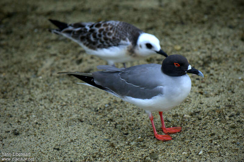 Swallow-tailed Gull, pigmentation