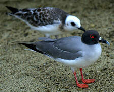 Swallow-tailed Gull