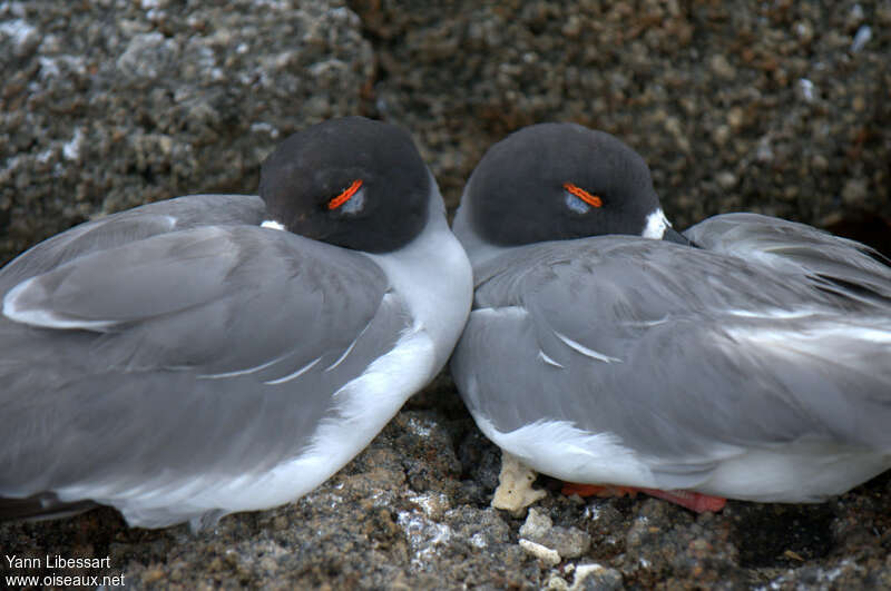 Swallow-tailed Gulladult, pigmentation, Behaviour