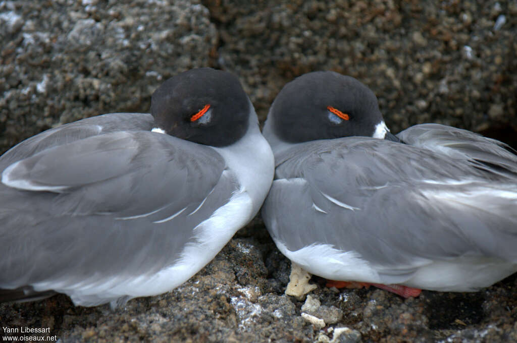 Mouette à queue fourchueadulte, pigmentation, Comportement