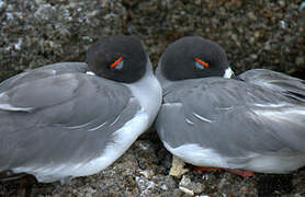 Mouette à queue fourchue