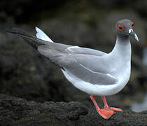 Mouette à queue fourchue