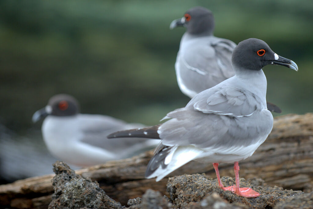 Swallow-tailed Gull