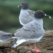 Swallow-tailed Gull