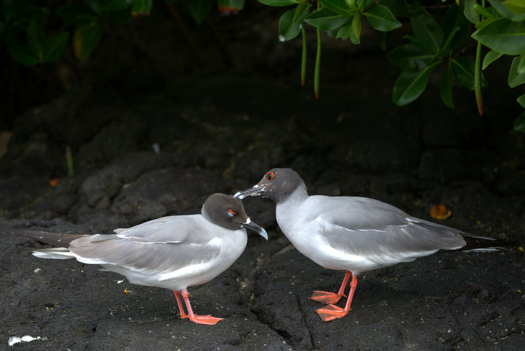 Swallow-tailed Gull