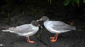 Swallow-tailed Gull