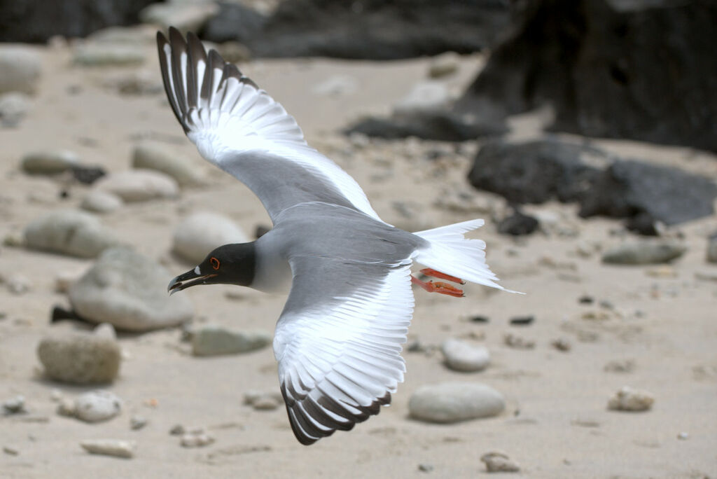 Swallow-tailed Gull, Flight