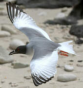 Swallow-tailed Gull