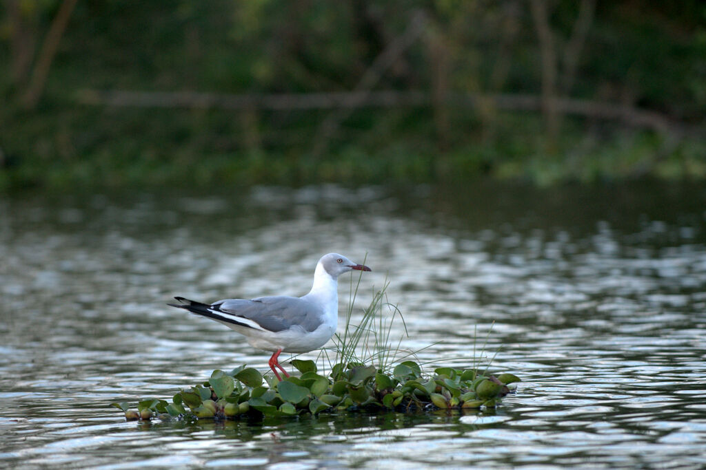 Mouette à tête grise