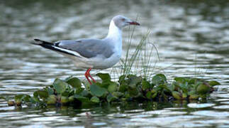 Grey-headed Gull