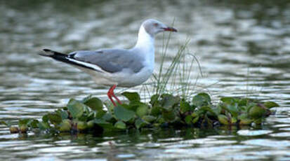 Mouette à tête grise