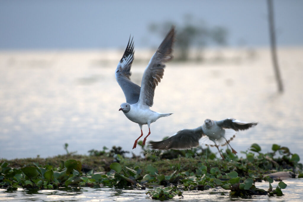 Grey-headed Gull