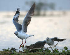 Mouette à tête grise