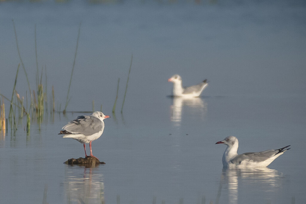 Mouette à tête grise