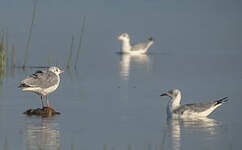 Mouette à tête grise