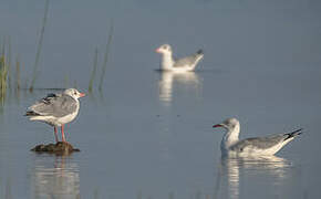 Mouette à tête grise