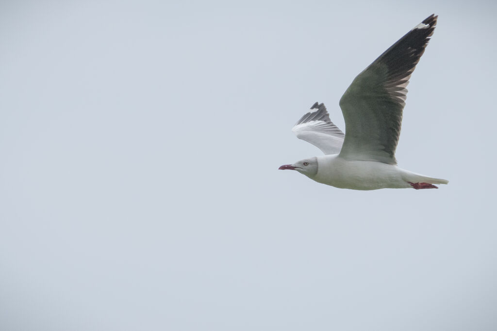 Grey-headed Gull