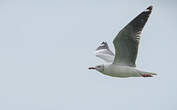 Mouette à tête grise