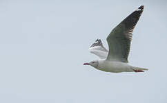 Mouette à tête grise