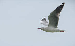 Mouette à tête grise