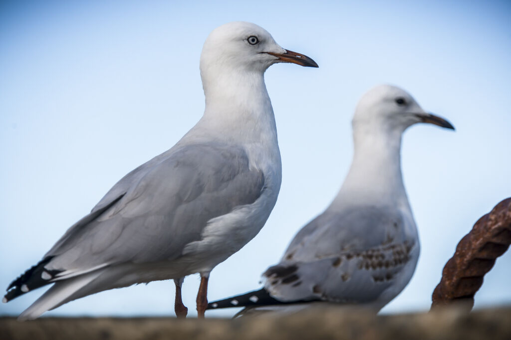 Mouette argentée