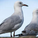 Mouette argentée