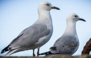 Mouette argentée