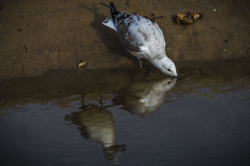 Silver Gull