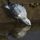 Mouette argentée