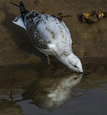 Mouette argentée