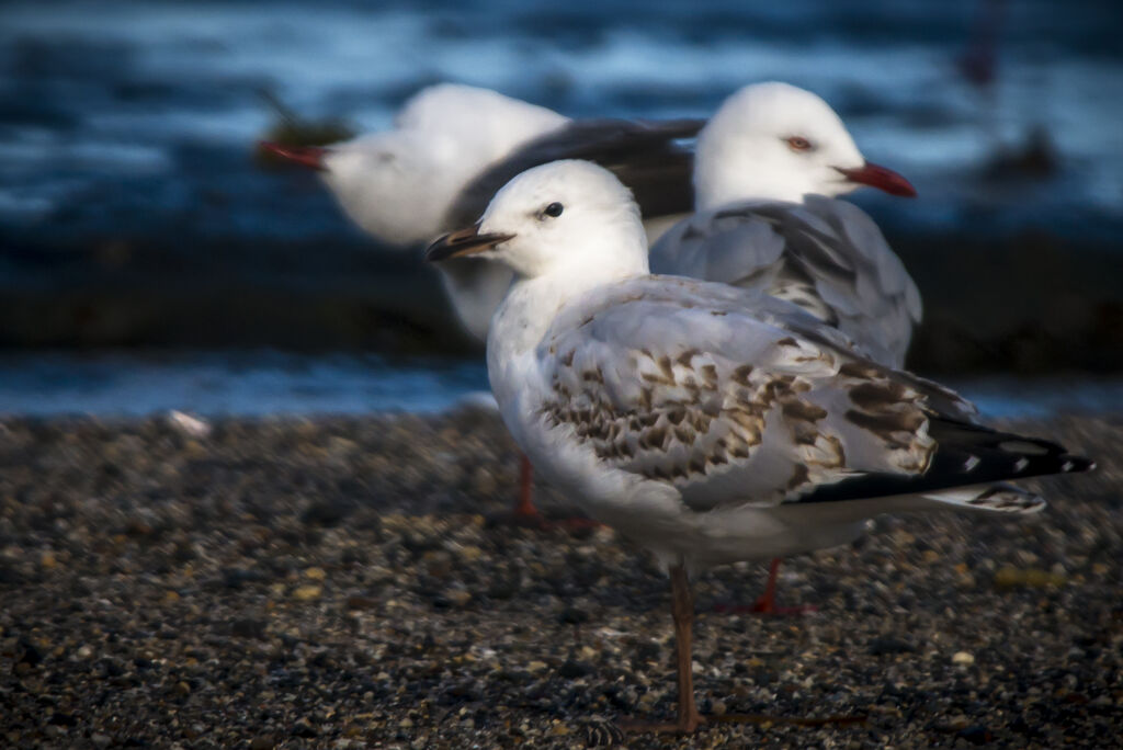 Mouette argentée