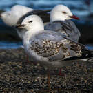 Mouette argentée