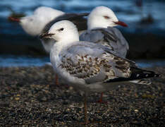 Mouette argentée