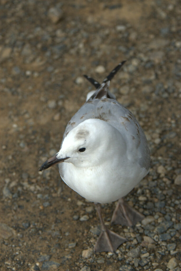 Mouette de Buller