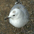 Mouette de Buller