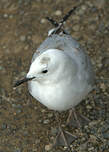 Mouette de Buller