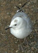 Black-billed Gull