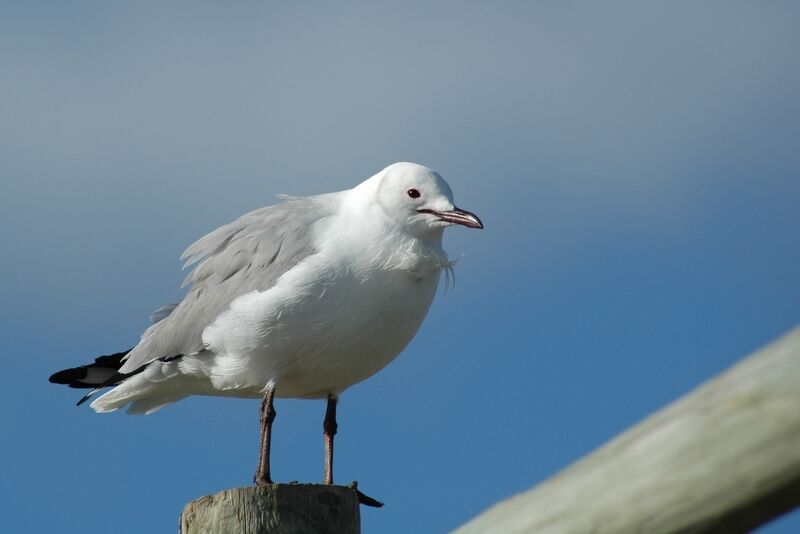 Hartlaub's Gull