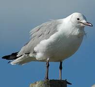 Hartlaub's Gull