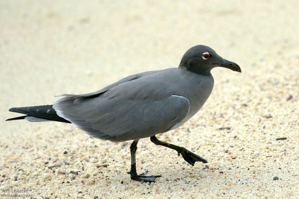 Mouette obscureadulte, identification