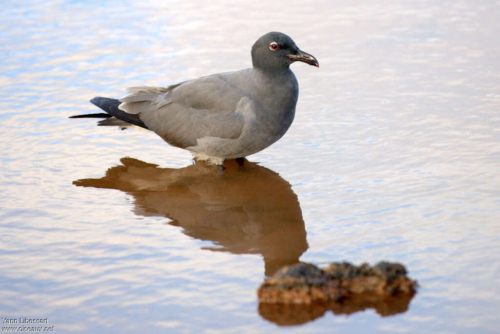 Mouette obscureadulte, identification