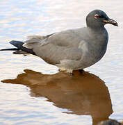 Mouette obscure